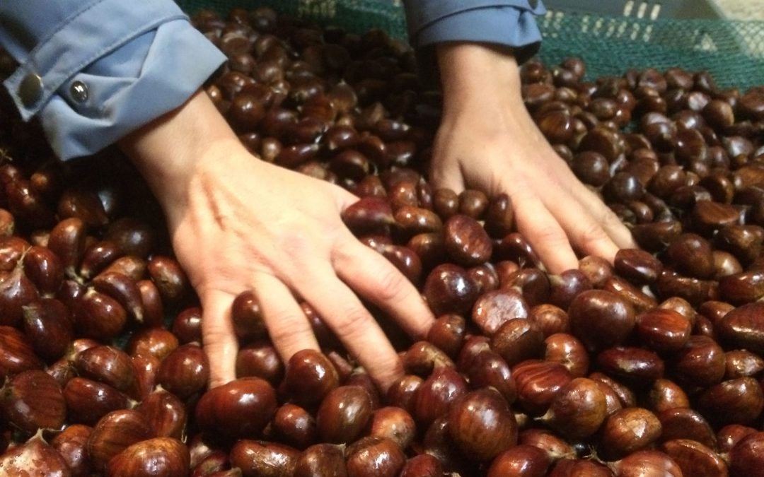 Simplemange40 Recettes De Saison Creatives A Base De Chataignes