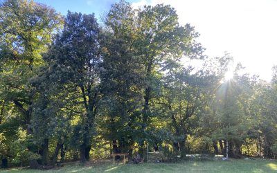 Comment je fabrique mes produits artisanaux à base de châtaigne – la méthode Simplemange